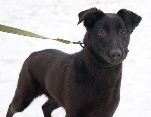 Black dog standing on snow
