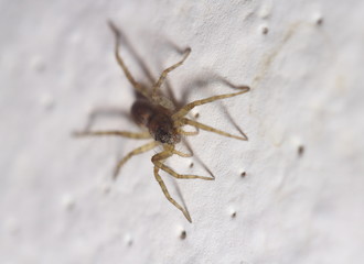Jumping spider closeup