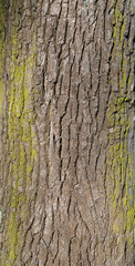 Texture of old tree bark with green moss