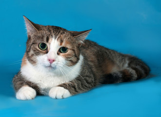 Tricolor cat with green eyes lying on blue