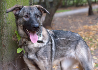 Gray dog in metal collar on background of trees