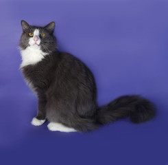 Fototapeta na wymiar Large gray fluffy cat with white spots sitting on blue