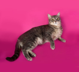 Striped gray cat lying on pink