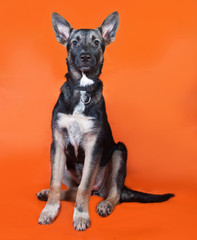 Gray puppy teenager sitting on orange