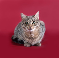 Obraz premium Tabby cat sitting on burgundy