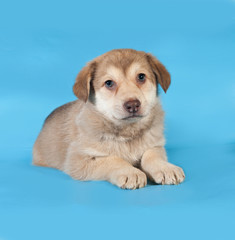 Yellow puppy lying on blue