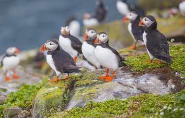 Papageientaucher auf den Farne-Inseln in Northumberland