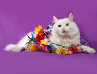 Fototapeta na wymiar White cat with blue and yellow eyes lying on purple with garland