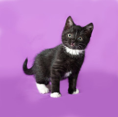 Black and white fluffy kitten standing on lilac