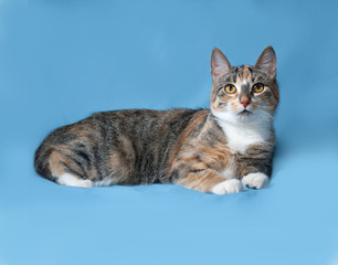Tricolor cat lies on blue