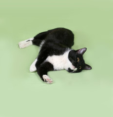 Black and white cat lies on green