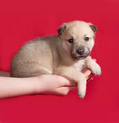 Red and white little puppy sitting on hand on red