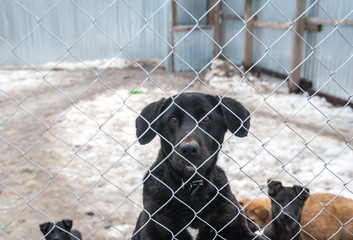 Black dog and puppies are behind metal grid in shelter
