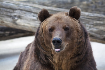 Fototapeta premium A tease brown bear female shows her pink tongue. Macro face portrait of the most mighty beast of the world. Eye to eye with severe and very dangerous predator. Beauty of the wildlife..