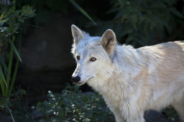 Side portrait of a polar wolf female with yellow eyes on dark background. Cute animal, but dangerous beast of the severe Arctic.