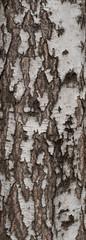 Texture of old tree birch bark