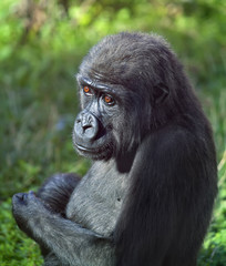 Side face portrait of a young gorilla male on green background. The little great ape is going to be the most mighty and biggest monkey of the primate world. Wild beauty of the nature. Square image.