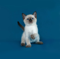 Thai white kitten sitting on blue