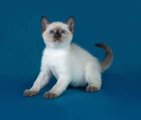 Thai white kitten sitting on blue