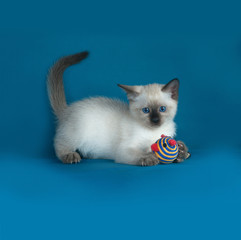 Thai white kitten lies on blue