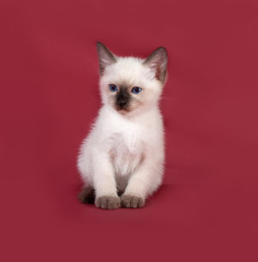 Fototapeta na wymiar Thai white kitten sitting on red