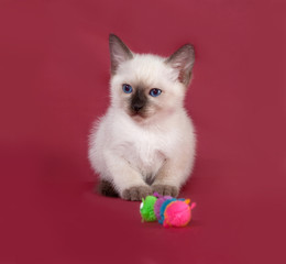 Thai white kitten sitting on red