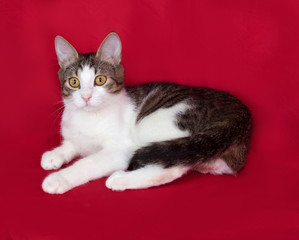 Striped and white cat teenager sitting on red