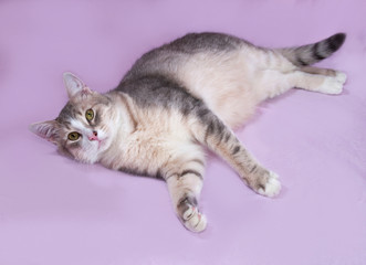 Gray striped fat cat lying on lilac