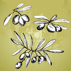 Isolated different hand drawn olive branches