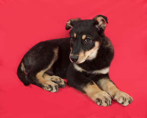 Black and yellow puppy lies on red