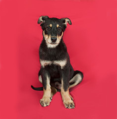 Black and yellow puppy sitting on red