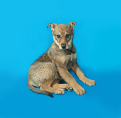 Little yellow puppy sitting on blue