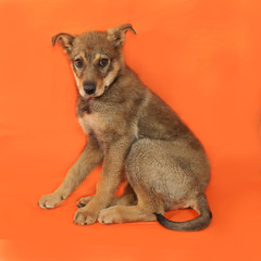 Little puppy sitting on orange