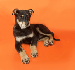 Black and yellow puppy lying on orange