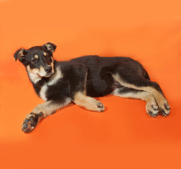 Black and yellow puppy lying on orange