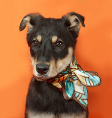 Small black and yellow puppy in motley bandana sitting on orange