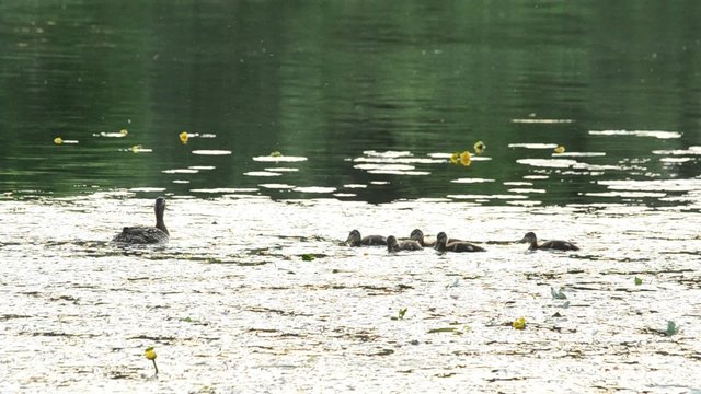 Mother duck with cute ducklings in pond with yellow water lilies