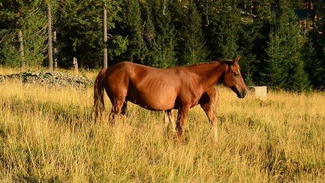 Brown mare frees a foal on pasture in late summer in mountains