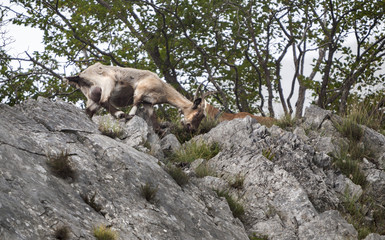 Ibex pair
