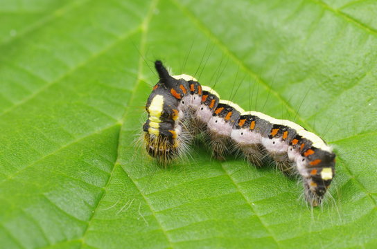 caterpillar insect  euproctis similis