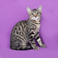 Striped kitten sitting on lilac