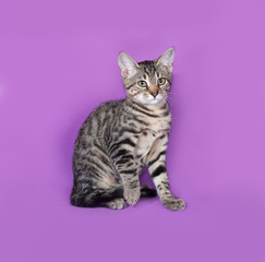 Fototapeta na wymiar Small striped kitten sitting on lilac