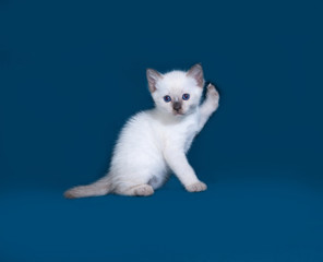 Thai kitten sitting on blue