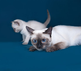 Thai white cat and kitten lying on blue