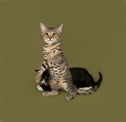 Two kittens sitting on green