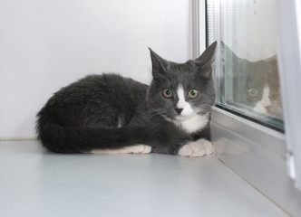Grey and white kitten lying on window sill