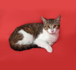 Tricolor striped cat lies on orange