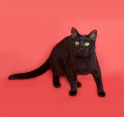 Black cat sitting on orange