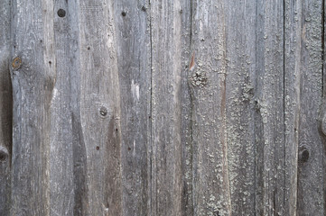 Texture of old gray fence