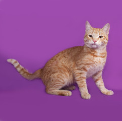 Red tabby cat standing on lilac